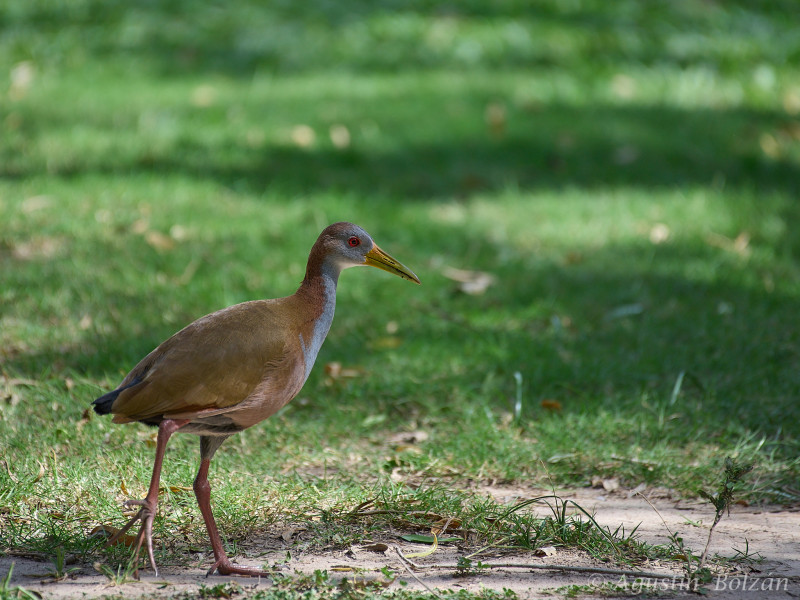 Esteros del Iberá  -  Iberá Wetlands