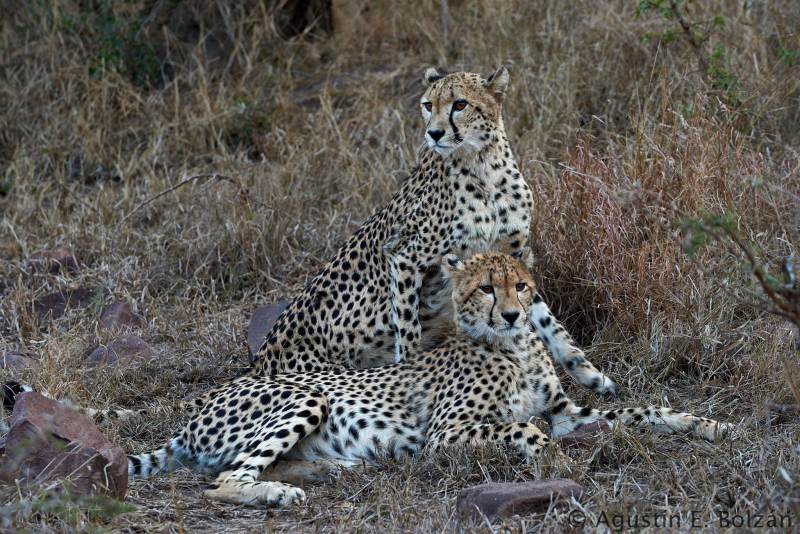 Un safari en Sudafrica  -  A South African safari