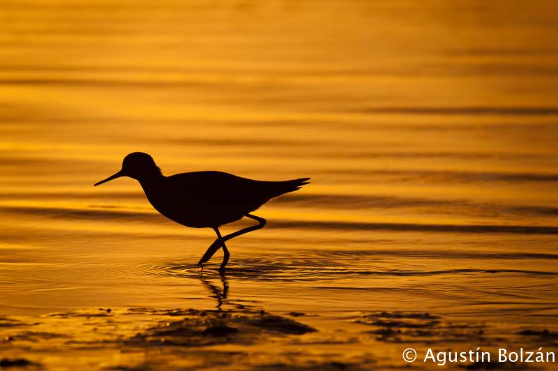 Soledades  - Solitudes